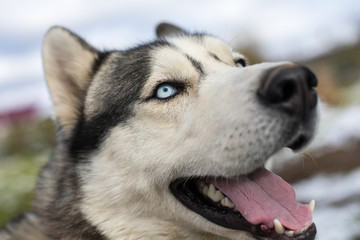 portrait of siberian husky