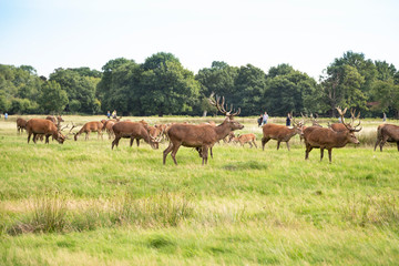 Naklejka na ściany i meble Group of deer grazing on green meadow