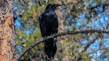Raven