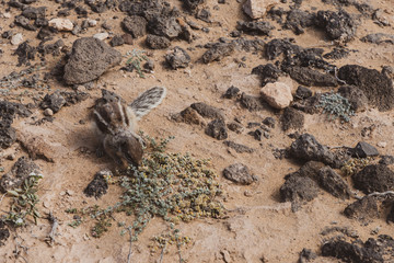barbary ground squirrel