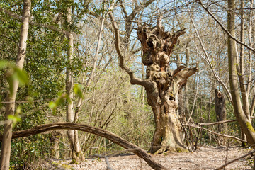 An Odd twisted human like tree