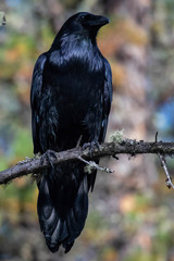 Raven