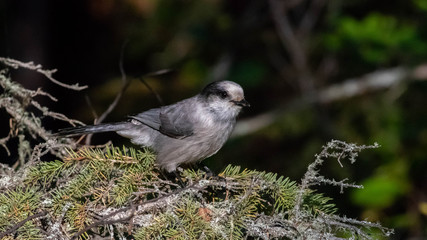 Canada jay