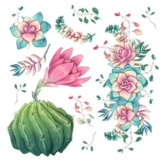 Succulents. Cacti hand drawn on a white background. Flowers in the desert. Vector drawing succulents