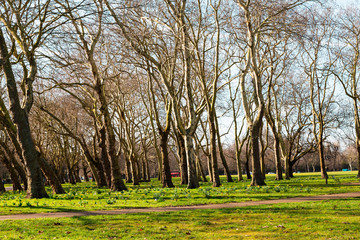 Obraz premium Blossomed narcissus at the park among big trees