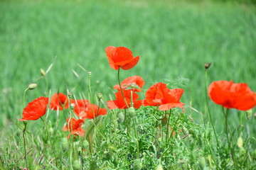 Fototapeta premium Papaver Somniferum L Red Poppy Flower Field Stock Photo