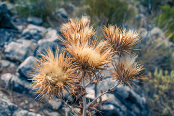 Obraz premium Flower