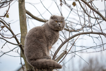 Folding British cat sitting on a tree	