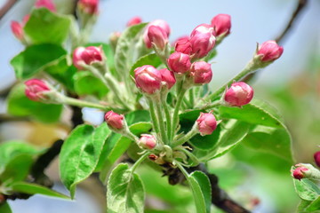 Naklejka na ściany i meble Apple Blossom Flowers Bloom Fruit Tree White Pink Stock Photo