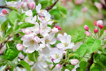 Apple Blossom Flowers Bloom Fruit Tree White Pink Stock Photo