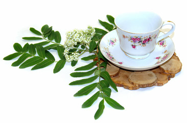 white Rowan flowers and fresh leaves, juniper stand under a hot, porcelain couple cup and saucer isolated
