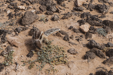 barbary ground squirrel