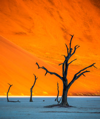Dry beautiful trees on the background of the red dunes with a beautiful texture of sand. Africa. Landscapes of Namibia. Sossusvlei. Namib-Naukluft National Park.