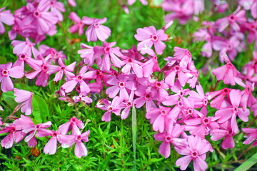 Obraz na płótnie Canvas Pink Tiny Flowers Home Garden Stock Photo