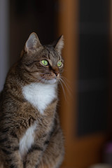 cat with white fur under the chin, sitting on the background of the open door