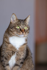 cat with white fur under the chin, sitting on the background of the open door