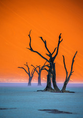 Dry beautiful trees on the background of the red dunes with a beautiful texture of sand. Africa....