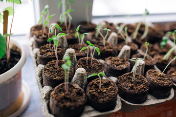 seedlings in peat pots.Baby plants seeding, black hole trays for agricultural seedlings.The spring...