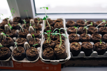 seedlings in peat pots.Baby plants seeding, black hole trays for agricultural seedlings.The spring...