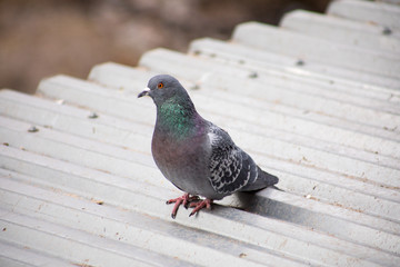 pigeon on the roof