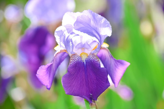 Iris Violet Flowers Garden Planting  Stock Photo Detail Floral Closeup Stock Photo