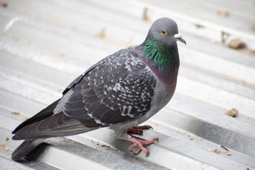 pigeon on the roof