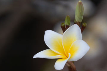Fototapeta na wymiar Plumeria flower is blooming in springtime, Frangipani tropical flower.