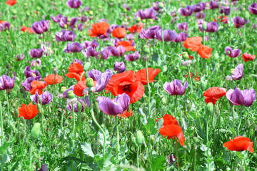 Papaver Somniferum L Poppy Colorful Floral Field Stock Photo