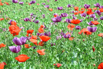 Papaver Somniferum L Poppy Colorful Floral Field Stock Photo
