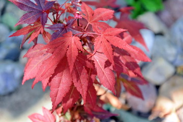 Acer Japonicum Japan Maple Red Leaves Botanic Stock Photo