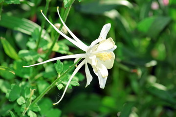 Columbine Exotic White Flower Gardening Stock Photo