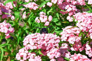 Xylocopa Bug Bee Collecting Pollen on Flowers Floral Stock Photo