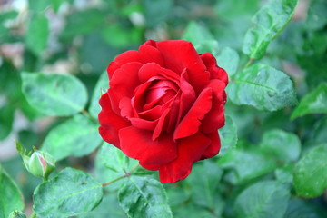 Red Rose Rose Home Gardening Planting Colorful Stock Photo