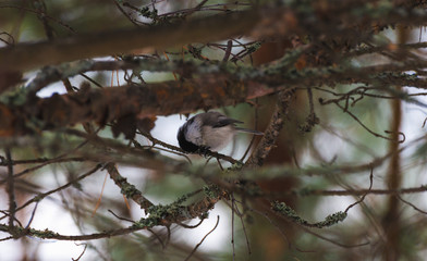 Gray bird little tit on a branch close up
