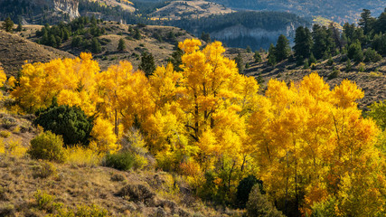 Brilliant Autumn Aspen tree stand in Central Colorado