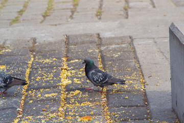 City pigeons are fed