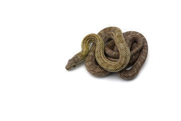 The Japanese rat snake isolated on white background