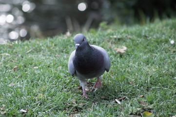 A dove walking by the river Guadalquivir