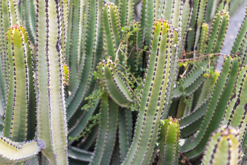 pachycereus cactus on fuerteventura