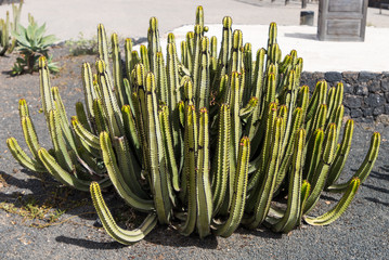 pachycereus cactus on fuerteventura