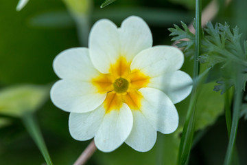 white flower in the garden