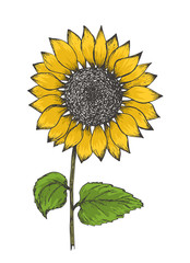Obraz premium Retro black outline ink pen sketch of colorful yellow sunflower. Hand drawn color illustration of sun flower isolated on white background for botanical pattern design, greeting card decoration