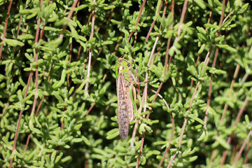 Camouflaged grasshopper hidden in shrubbery