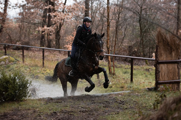 Pferd springt aus dem Wassergraben