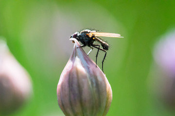 fly on a flower