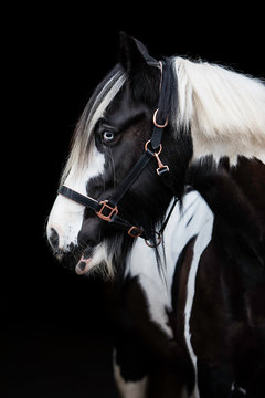 Pferd im Studio