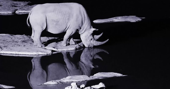 Night footage of wild black rhinoceros, Diceros bicornis, drinking from waterhole. Huge rhino reflecting itself in water surface. Black and white african wildlife footage. Etosha park, Namibia.