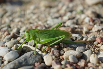 grasshopper on a stones