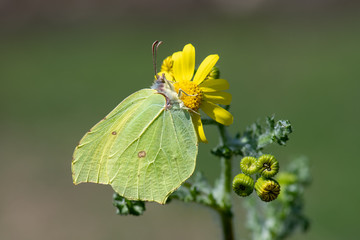 Pieridae / Orakkanat / / Gonepteryx rhamni