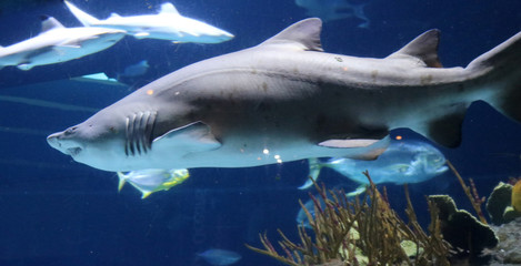 Shark swimming in blue waters